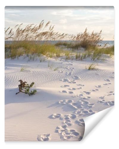 Footprints in the Dunes