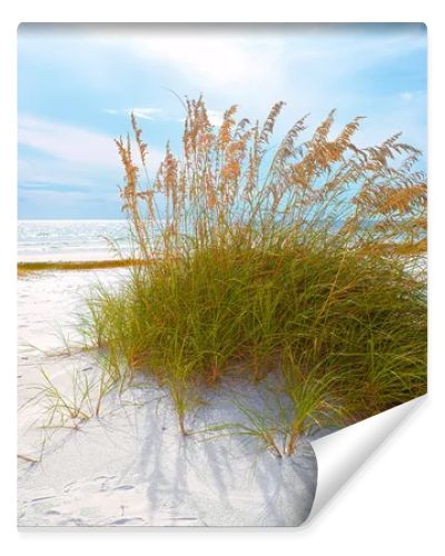 Summer landscape with Sea oats and grass dunes on a beautiful Florida beach