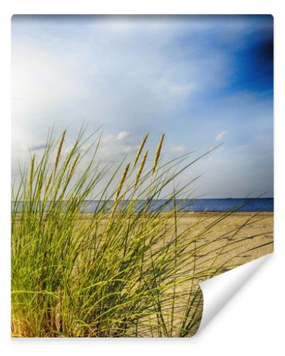 Baltic sea grassy sand dunes in the foreground