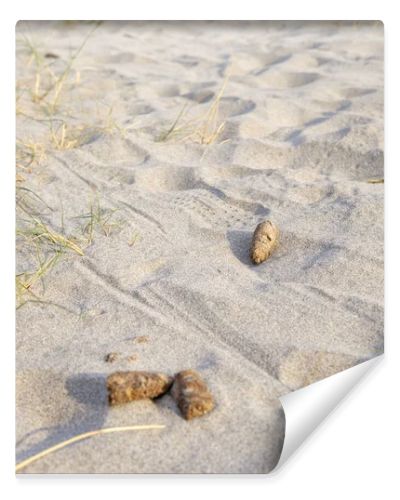 Detail of dog waste on a public beach in a coastal area