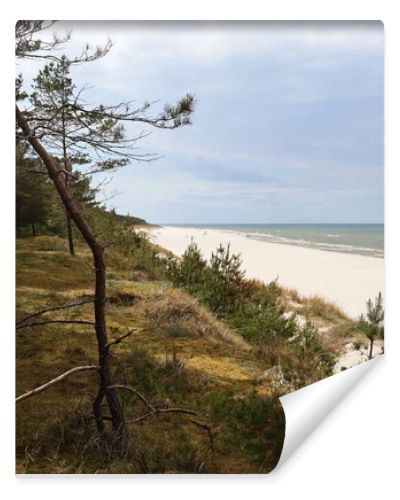 Baltic Sea coastline with sandy beach and pine forest on coastal dunes under dramatic cloudy sky