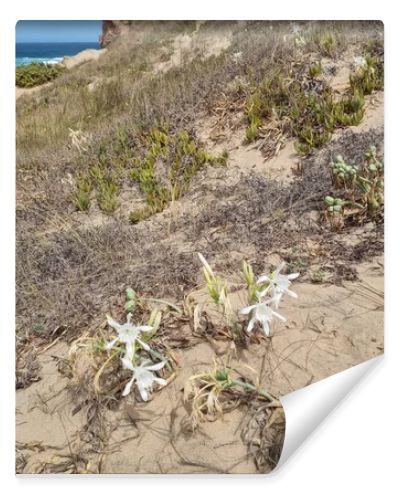 Beautiful white sea daffodils (Pancratium maritimum) blooming naturally on sandy coastal dunes along the Algarve coast in Portugal. Native beach flowers surrounded by dune vegetation with the Atlantic Ocean nearby, illustrating coastal biodiversity,