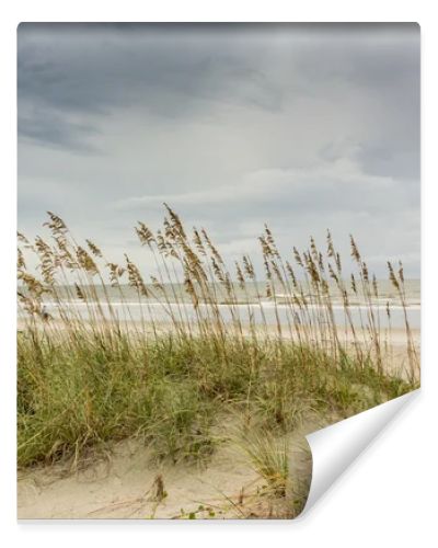 Sea Oats on Dune