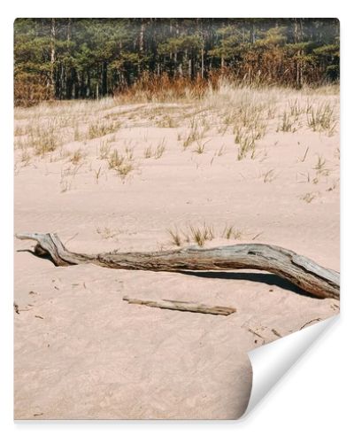 Weathered driftwood rests on soft sand dunes with sparse grass and a pine forest backdrop. A clean, natural coastal scene ideal for themes of resilience, sustainability, travel, and minimal outdoor aesthetics.