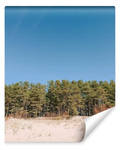 Wide sandy dunes bordered by a dense pine forest beneath a clear blue sky create a clean, natural landscape. Perfect for travel, environment, and wellness themes with ample copy space and calm composition.