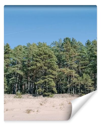 Natural coastal scene with sandy dunes and a dense pine forest beneath a bright blue sky. Clean, minimalist landscape ideal for travel, nature, sustainability, and relaxation concepts with generous copy space.