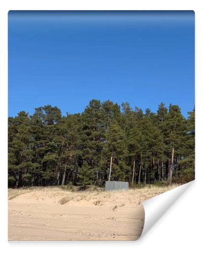 Natural coastal landscape with sandy beach dunes and dense pine forest beneath a vivid blue sky. Peaceful outdoor scene ideal for travel, nature, environment, wellness, and seasonal tourism concepts.