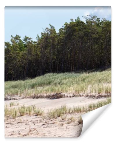 Coastal sand dunes covered with marram grass and pine forest under blue sky  natural seaside landscape photography