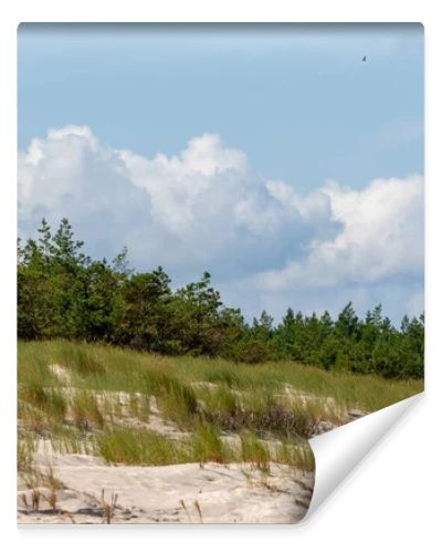 Coastal sand dunes with marram grass, pine forest and cloudy blue sky on the Baltic coast  natural seaside landscape photography