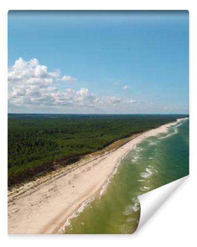 Aerial drone view of long sandy beach and green Baltic Sea coastline with pine forest  summer coastal landscape photography