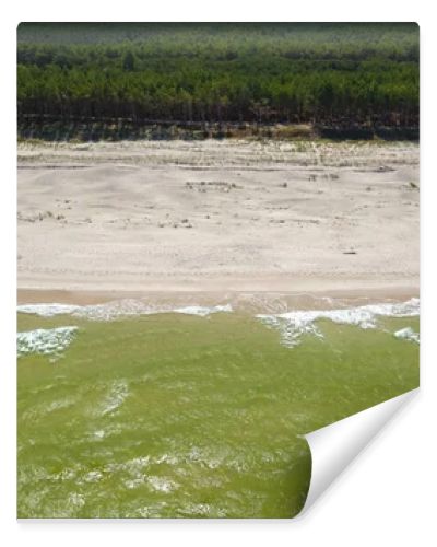 Aerial drone view of empty sandy beach, green Baltic Sea waves and pine forest coastline  natural seaside landscape photography