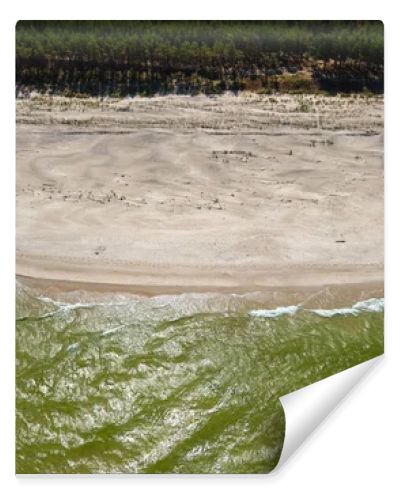 Aerial drone view of empty sandy beach, green Baltic Sea waves and pine forest coastline  natural seaside landscape photography