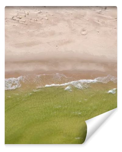 Top-down drone view of empty sandy beach, green sea waves and pine forest on the Baltic coast  natural coastal landscape photography