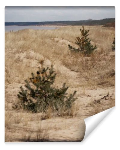 Seaside dunes with dry vegetation, sandy path and young pine growth along the coast, shoreline habitat, ecology and erosion concept