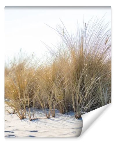 Marram grass, Ammophila Arenaria, on sand dunes. Ammophila Arenaria is a species of grass in the family Poaceae, known as European marram grass and European beachgrass. High quality photo