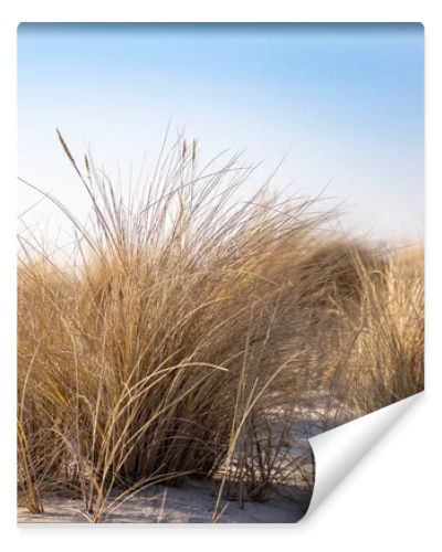 Marram grass, Ammophila Arenaria, on sand dunes. Ammophila Arenaria is a species of grass in the family Poaceae, known as European marram grass and European beachgrass. High quality photo