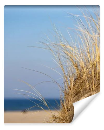 Marram grass, Ammophila Arenaria, on sand dunes. Ammophila Arenaria is a species of grass in the family Poaceae, known as European marram grass and European beachgrass. High quality photo