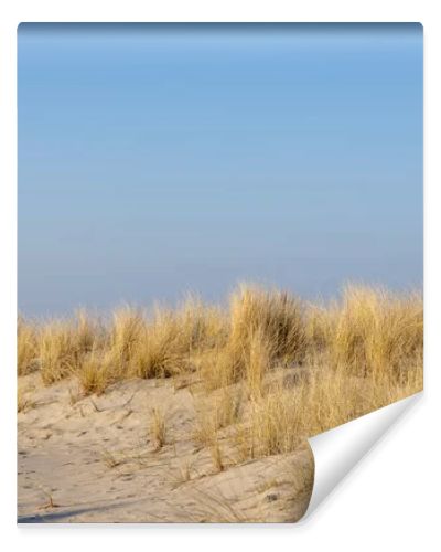 Marram grass, Ammophila Arenaria, on sand dunes. Ammophila Arenaria is a species of grass in the family Poaceae, known as European marram grass and European beachgrass. High quality photo