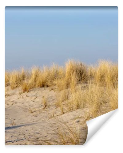 Marram grass, Ammophila Arenaria, on sand dunes. Ammophila Arenaria is a species of grass in the family Poaceae, known as European marram grass and European beachgrass. High quality photo