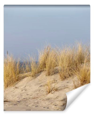 Marram grass, Ammophila Arenaria, on sand dunes. Ammophila Arenaria is a species of grass in the family Poaceae, known as European marram grass and European beachgrass. High quality photo