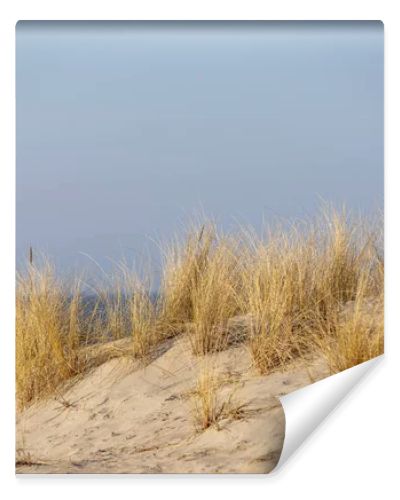 Marram grass, Ammophila Arenaria, on sand dunes. Ammophila Arenaria is a species of grass in the family Poaceae, known as European marram grass and European beachgrass. High quality photo