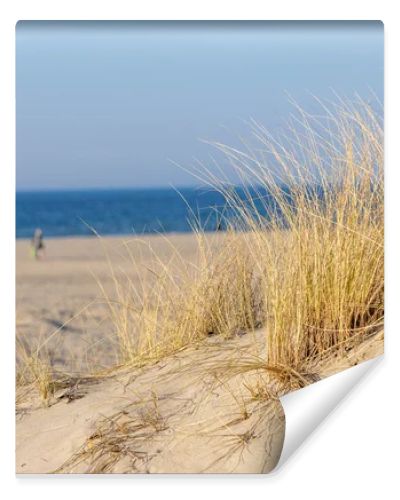 Marram grass, Ammophila Arenaria, on sand dunes. Ammophila Arenaria is a species of grass in the family Poaceae, known as European marram grass and European beachgrass. High quality photo