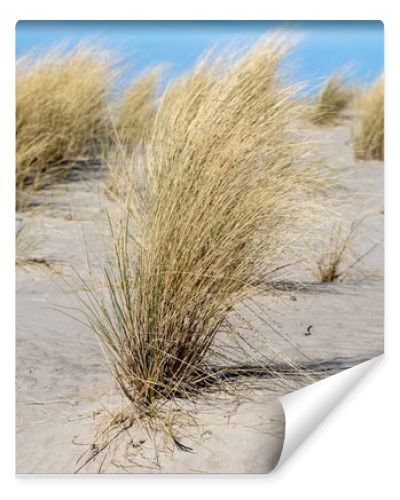 Marram grass, Ammophila Arenaria, on sand dunes. Ammophila Arenaria is a species of grass in the family Poaceae, known as European marram grass and European beachgrass. High quality photo
