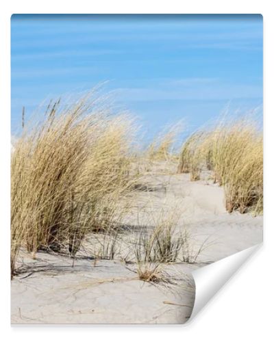 Marram grass, Ammophila Arenaria, on sand dunes. Ammophila Arenaria is a species of grass in the family Poaceae, known as European marram grass and European beachgrass. High quality photo