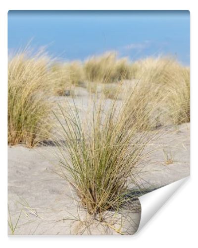 Marram grass, Ammophila Arenaria, on sand dunes. Ammophila Arenaria is a species of grass in the family Poaceae, known as European marram grass and European beachgrass. High quality photo