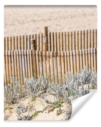 Lagoa de Albufeira Sesimbra Portugal December 25 2025. Coastal dune plants grow in sand in front of a wooden fence with a blurred beach background.