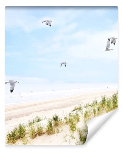 Beach dunes with flying seagulls