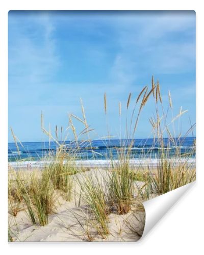 View of a beautiful landscape dune flora in Algarve, Portugal