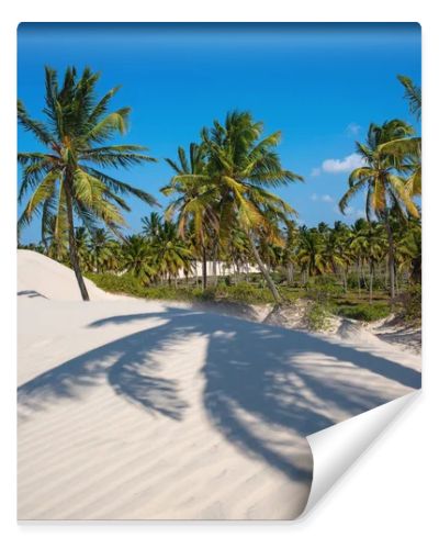 White sand dunes and coconut trees in Acarau, Ceara, Brazil on September 4, 2019