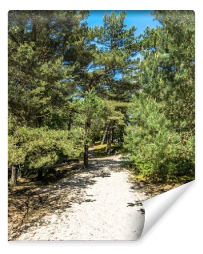 Entrance to the beach sea through pine forest in the summer, landscape