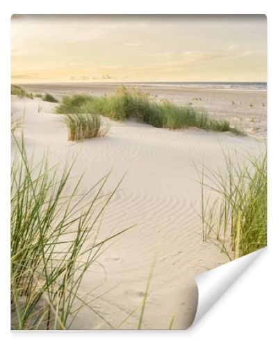 Beach with sand dunes and marram grass with soft sunrise sunset back light. Skagen Nordstrand, Denmark. Skagerrak, Kattegat.