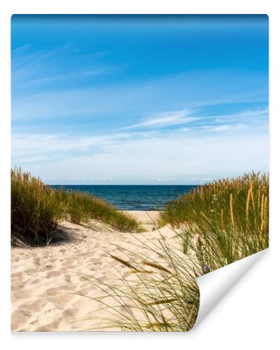 Calm beach with dunes and green grass. Ocean in the background, blue sunny sky