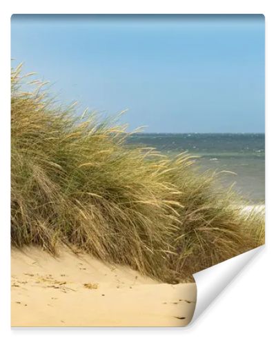 grassy beach dune at the north sea