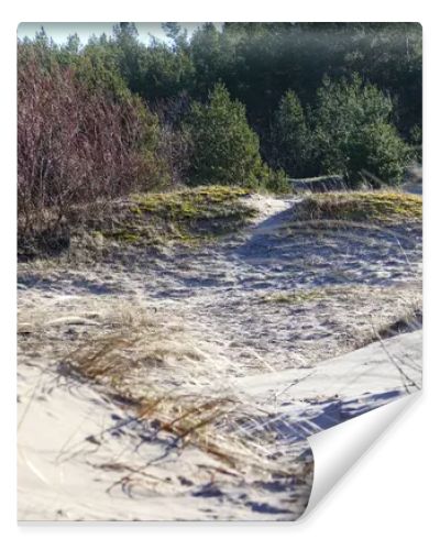 sand dune with small plants and trees in the background.