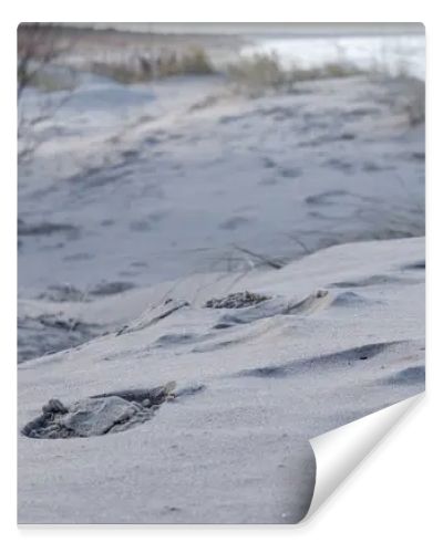 a layer of sand with small plants, footprints and objects in the foreground and a seascape in the background.