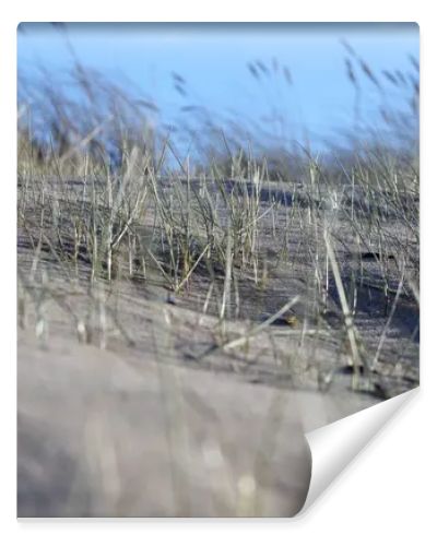 sand with grass, sky and a blue spot in the upper right corner.