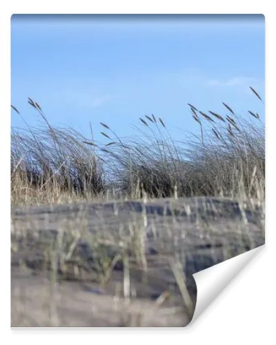 sand with grass, sky and a blue spot in the upper right corner.