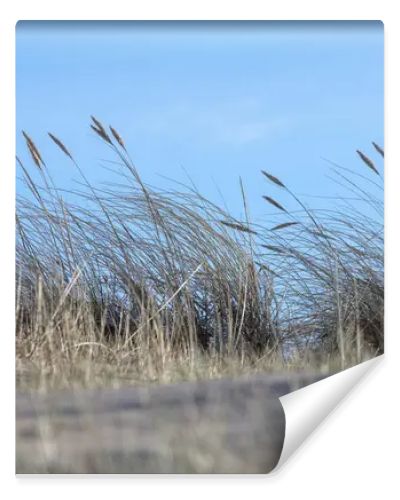 sand with grass, sky and a blue spot in the upper right corner.