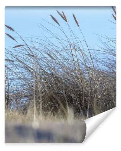 sand with grass, sky and a blue spot in the upper right corner.