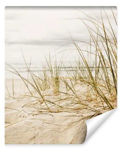 Close up of a tall grass on a beach during cloudy season