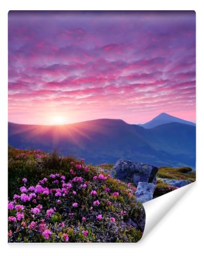 Pink flowers in the mountains