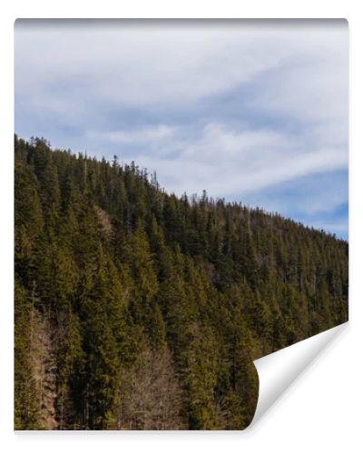 Spruce forest on hill of mountains with sky at background 