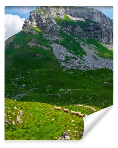 flock of sheep walking on valley in Durmitor massif, Montenegro