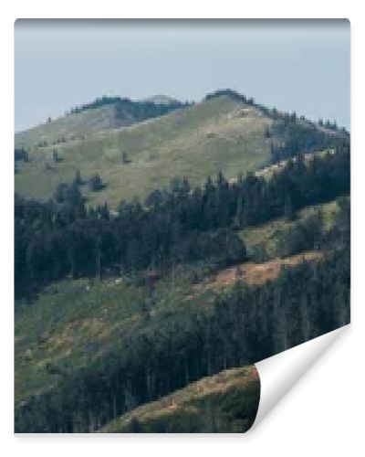 panoramic shot of green trees in mountain valley 