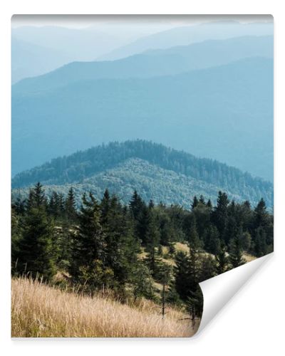  fir trees in mountains near golden lawn against sky