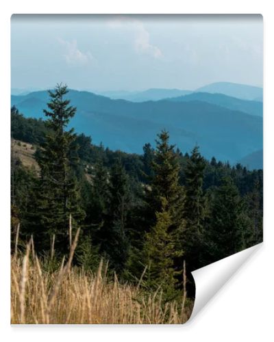 selective focus of fir trees in mountains near lawn against sky